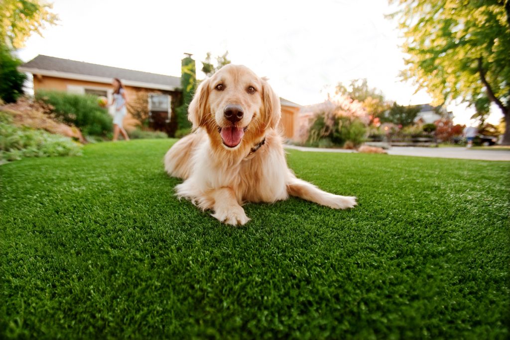 Artificial Turf For Pets Contractor, Fake Grass For Dogs North Las Vegas NV